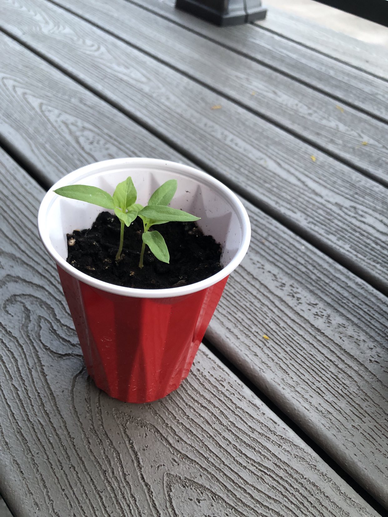 Plant sweet pepper 🧡 thumbnail