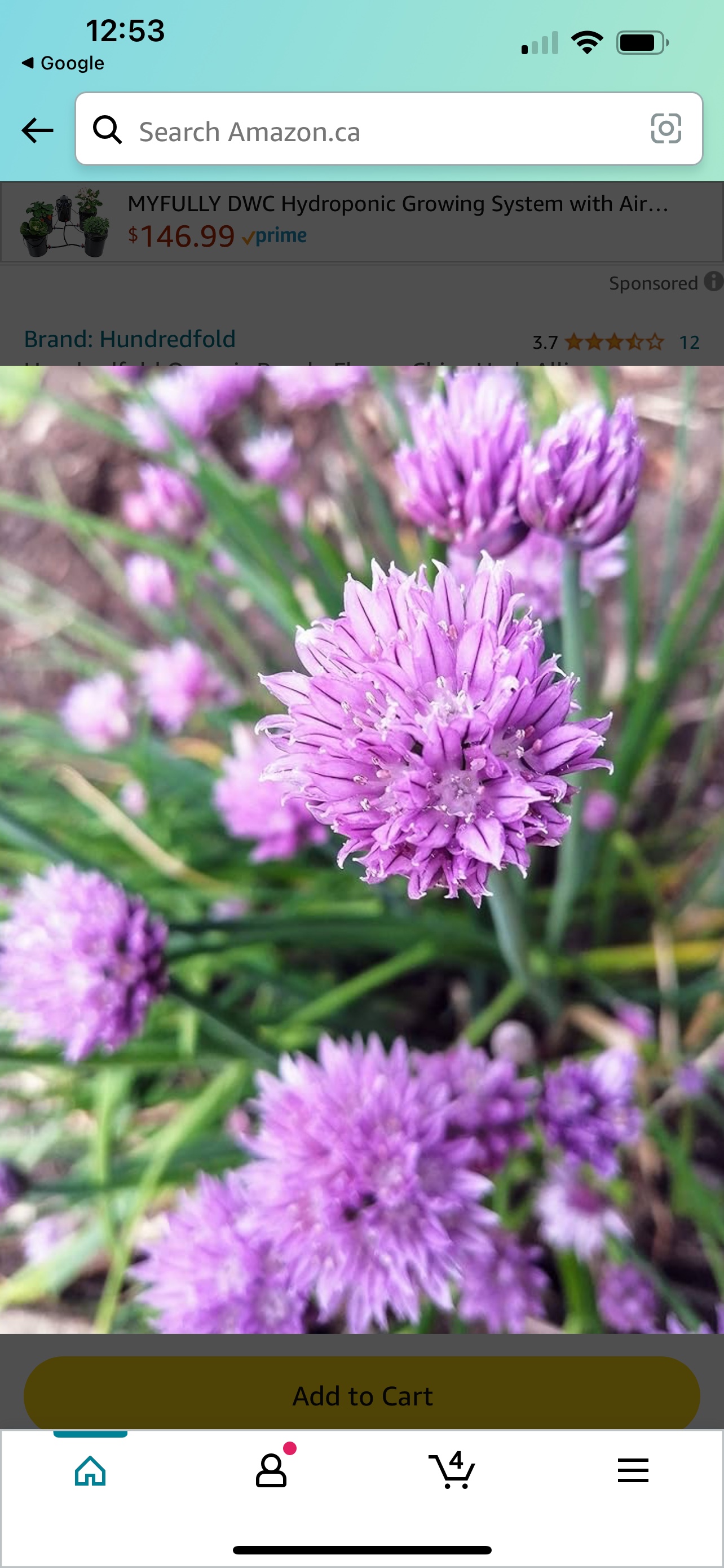 Chives - free thumbnail