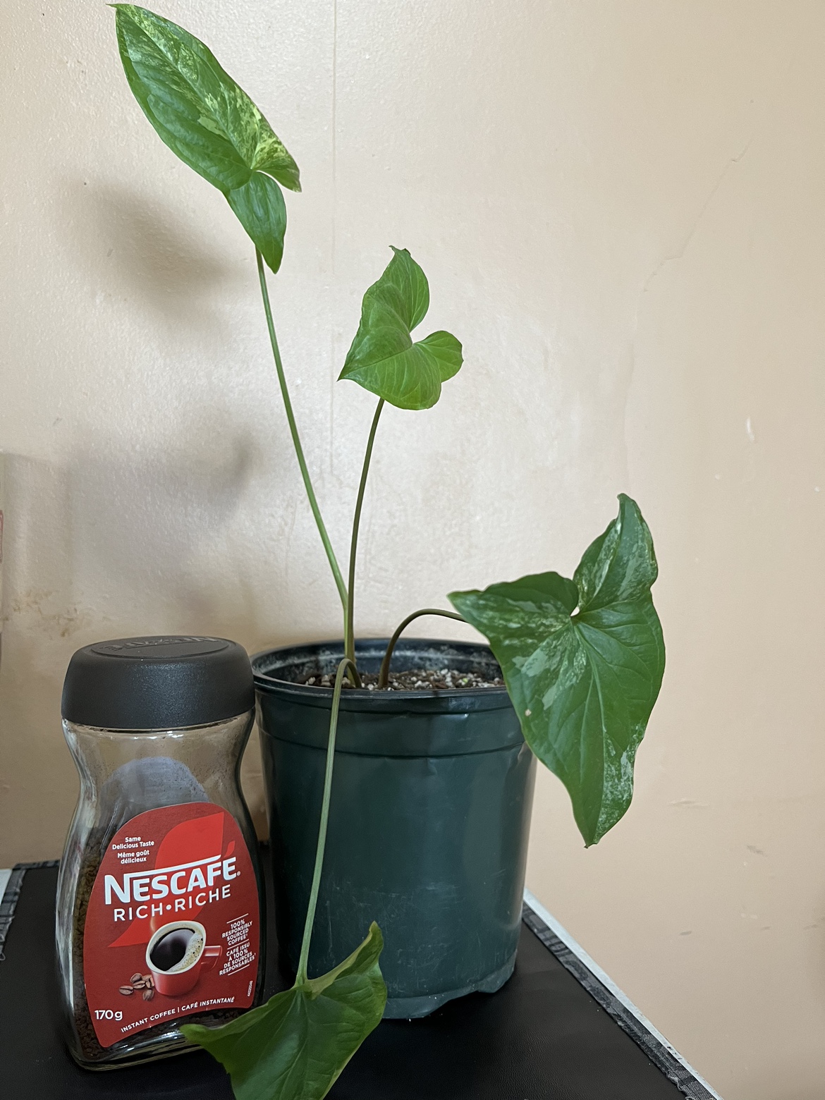 ZZ Plant, Syngonium, Hoya (Sold) & Haworthia image indicator(7)