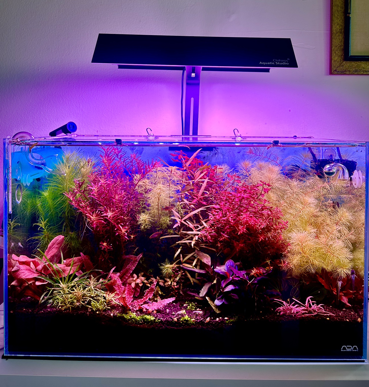 Rare Aquarium Plant - Myriophyllum Elatinoides Golden - photo 3
