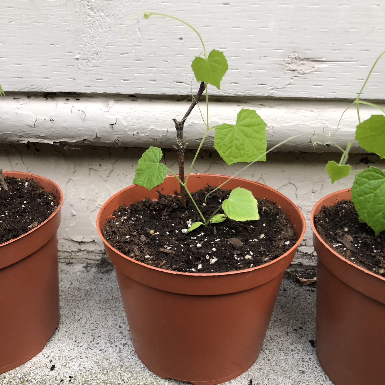 Cucamelon seedlings (open to trades) image indicator(3)