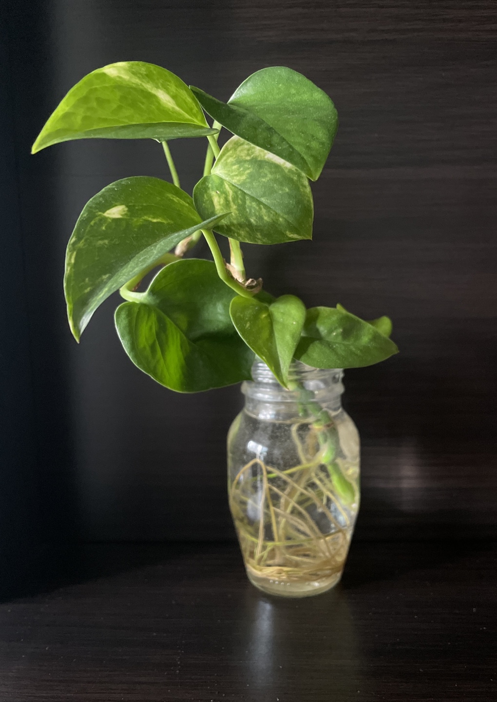 pothos cuttings (free with other purchases) - photo 2