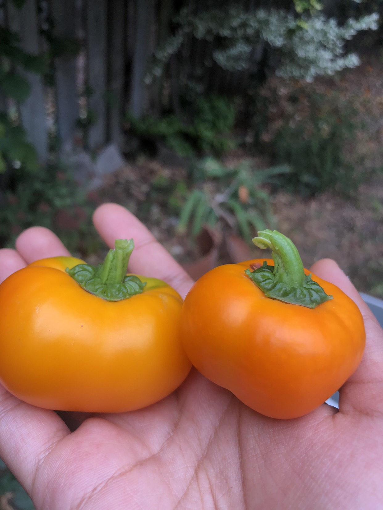 Doe Hill sweet pepper seedlings (open to trades) 🧡 image indicator(4)