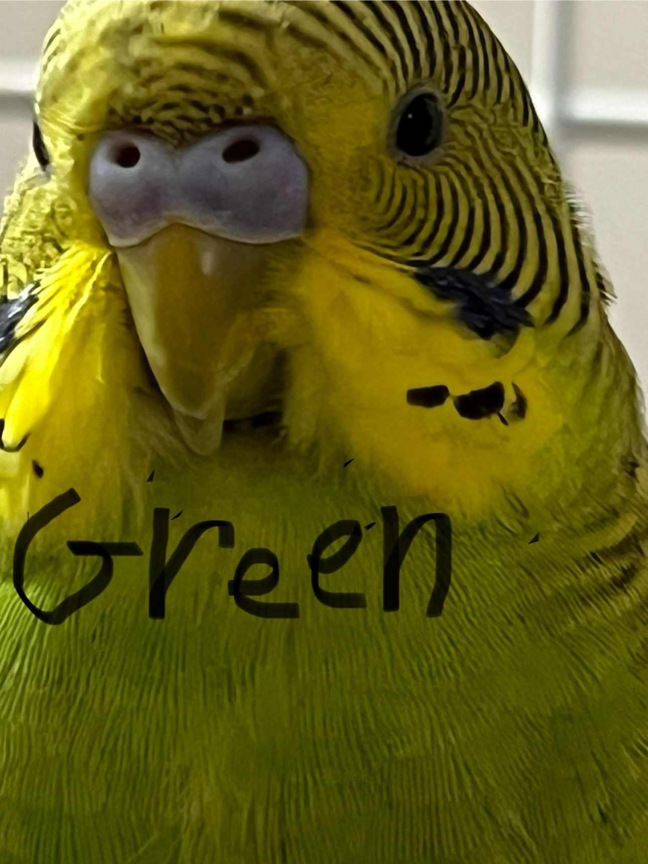 Budgies with cage - photo 3