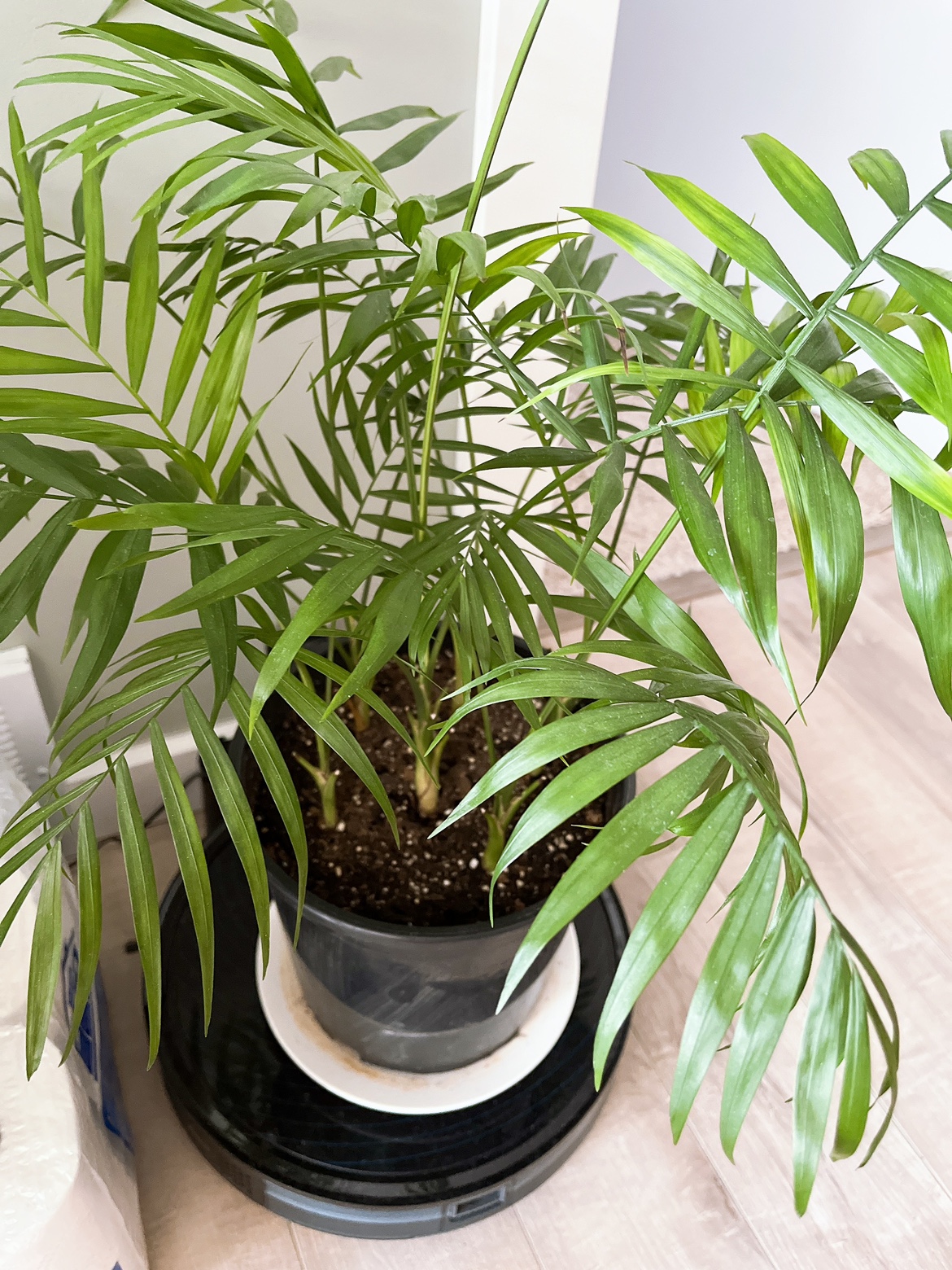 parlour palm - photo 2