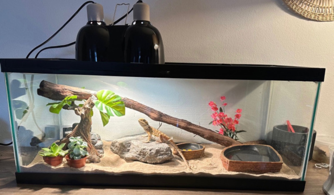 Reptile Glass Terrarium Enclosure