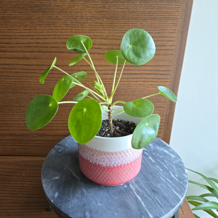 🧡 Pilea / Chinese money plant WITH 4" CORAL POT! (2 for $20) image indicator(2)