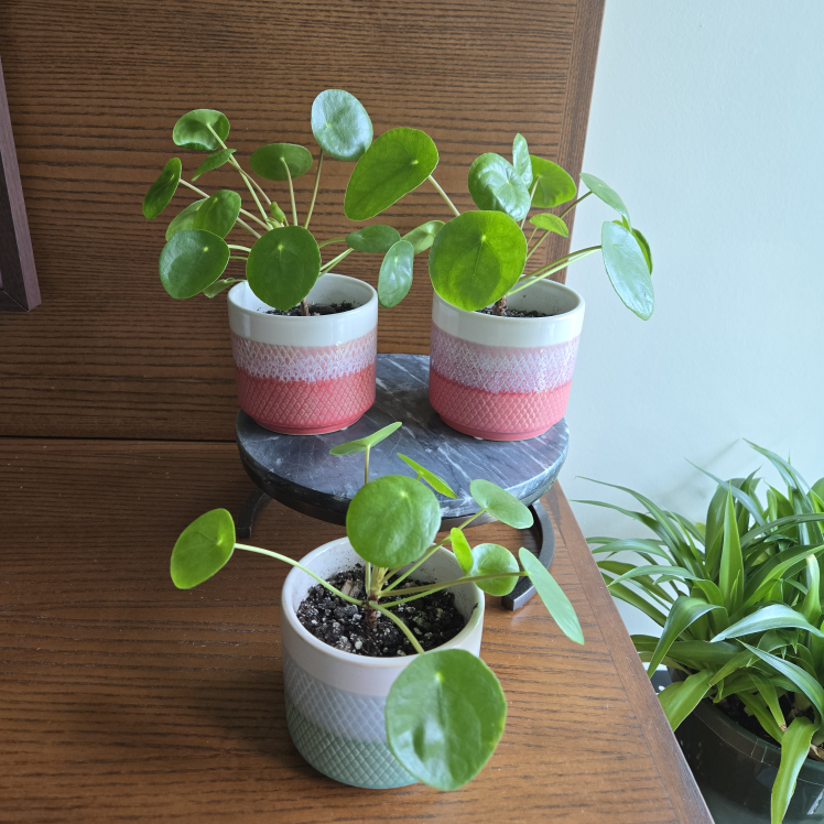 🧡 Pilea / Chinese money plant WITH 4" CORAL POT! (2 for $20) image indicator(3)