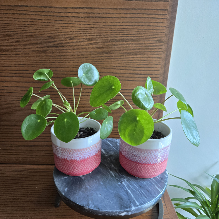 🧡 Pilea / Chinese money plant WITH 4" CORAL POT! (2 for $20) image indicator(5)