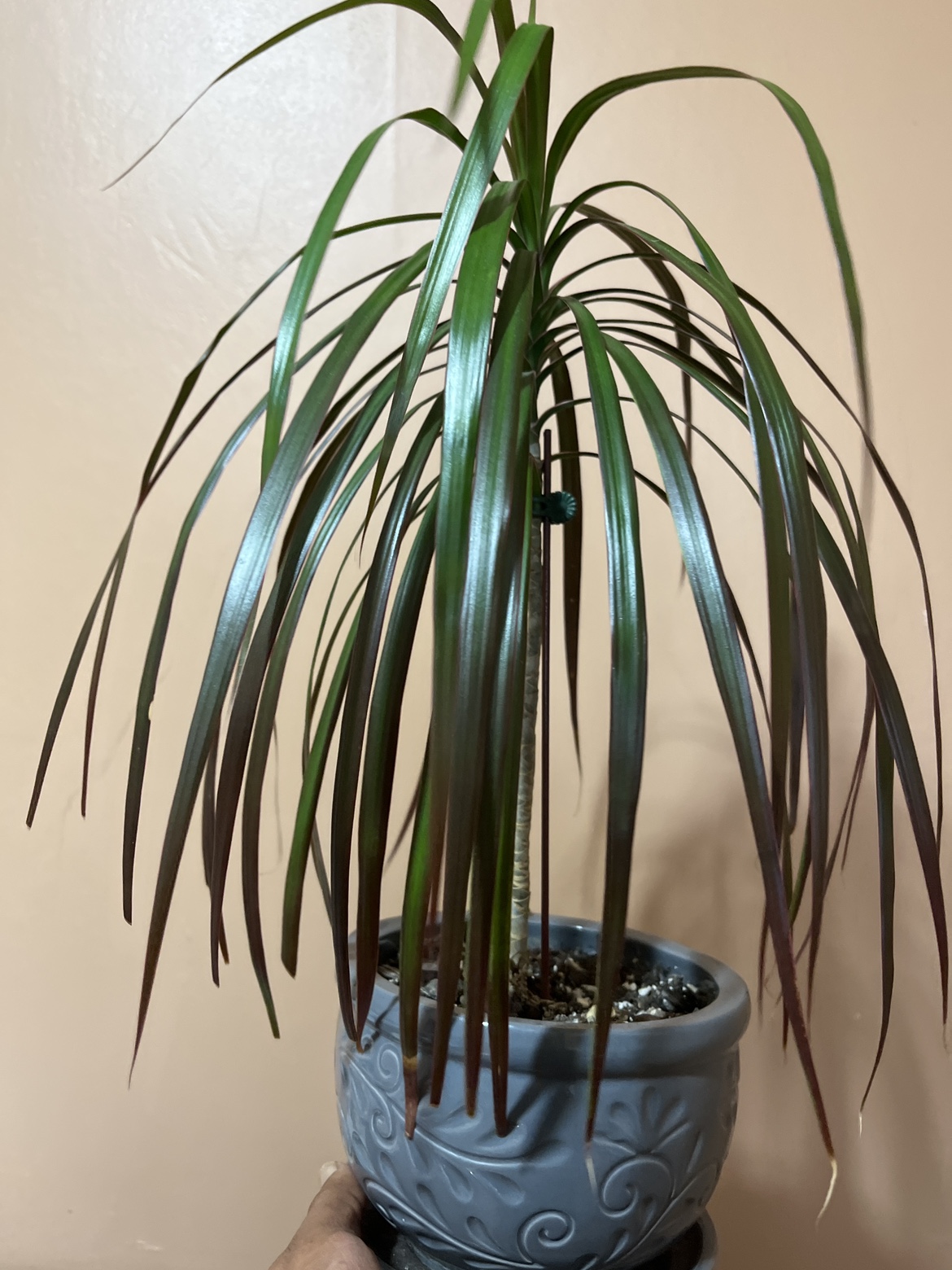 Yucca plant thumbnail