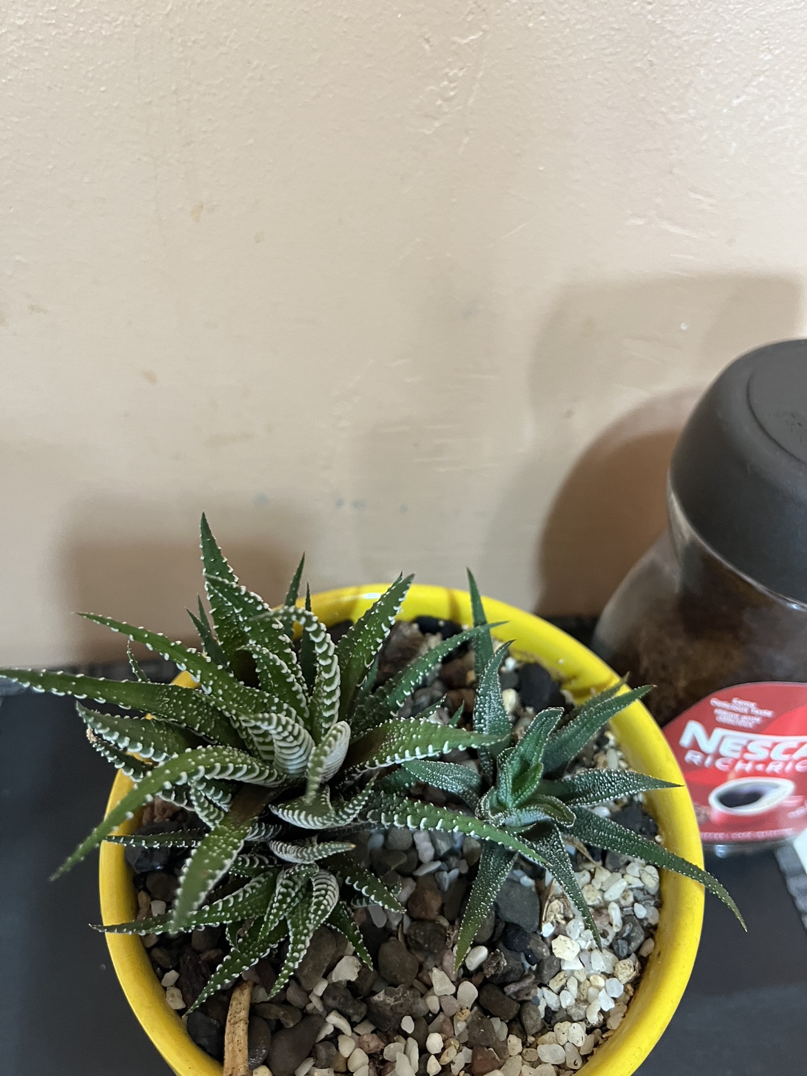 ZZ Plant, Syngonium, Hoya (Sold) & Haworthia image indicator(5)