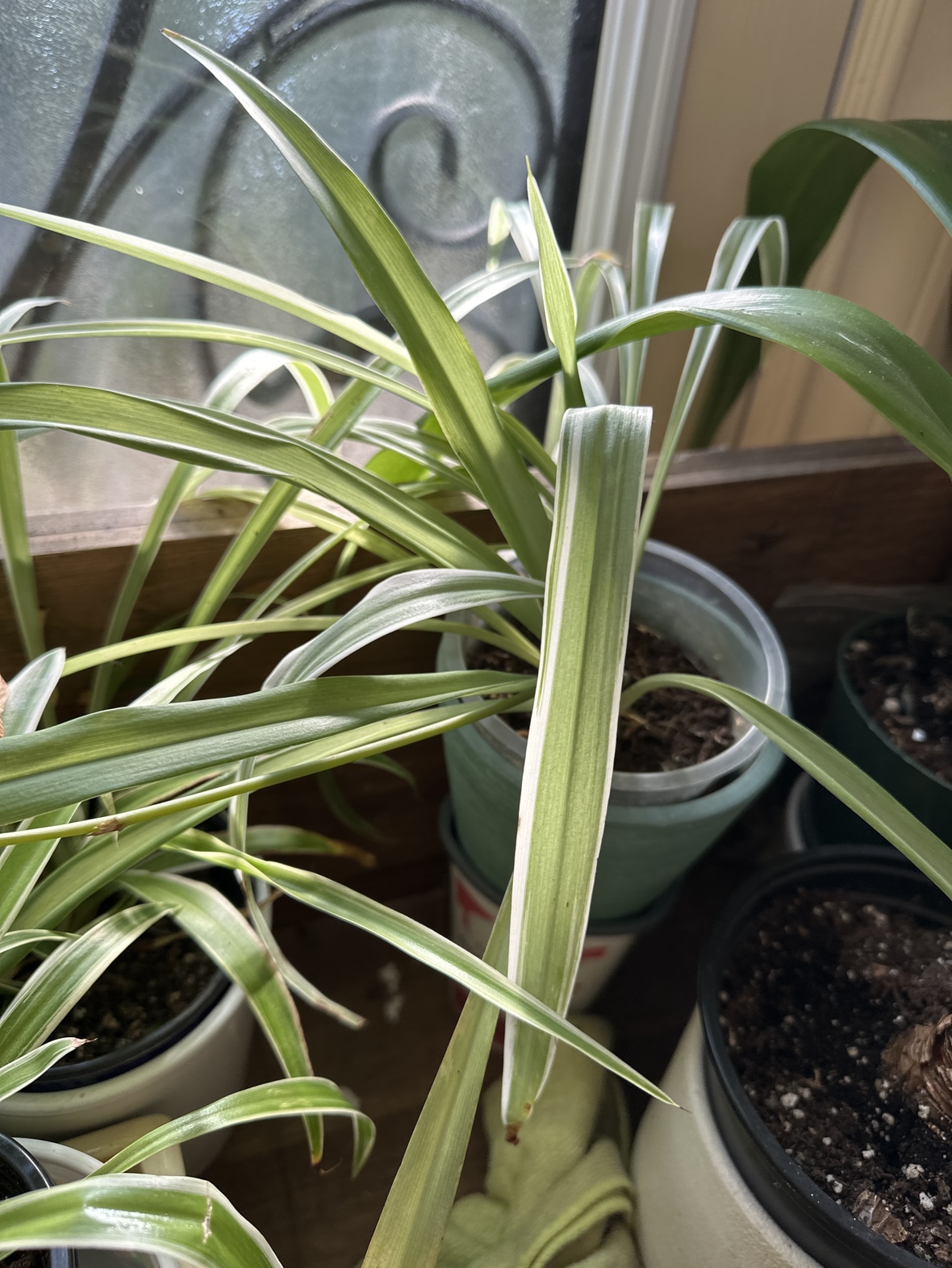 🥕 image indicator(2)