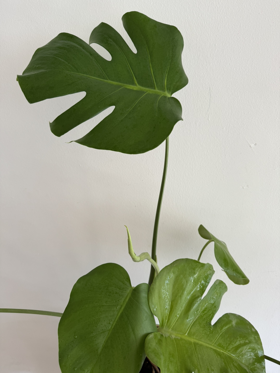 Monstera 🪴No.3 - photo 3