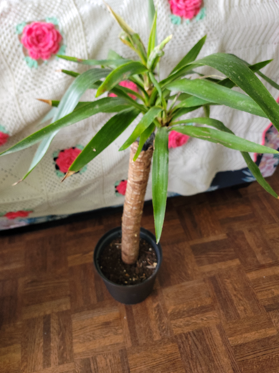 free plant with neem oil to treat bugs #freecycle thumbnail
