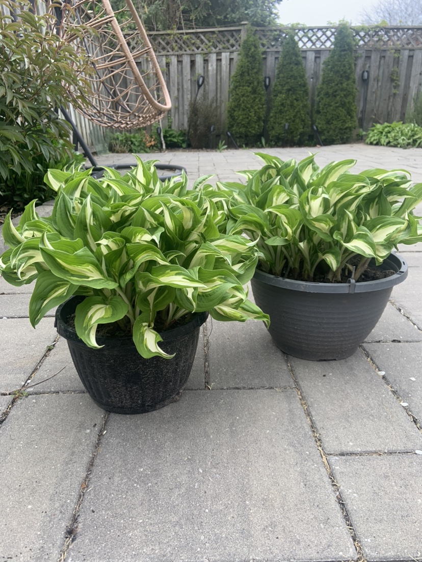 Hosta