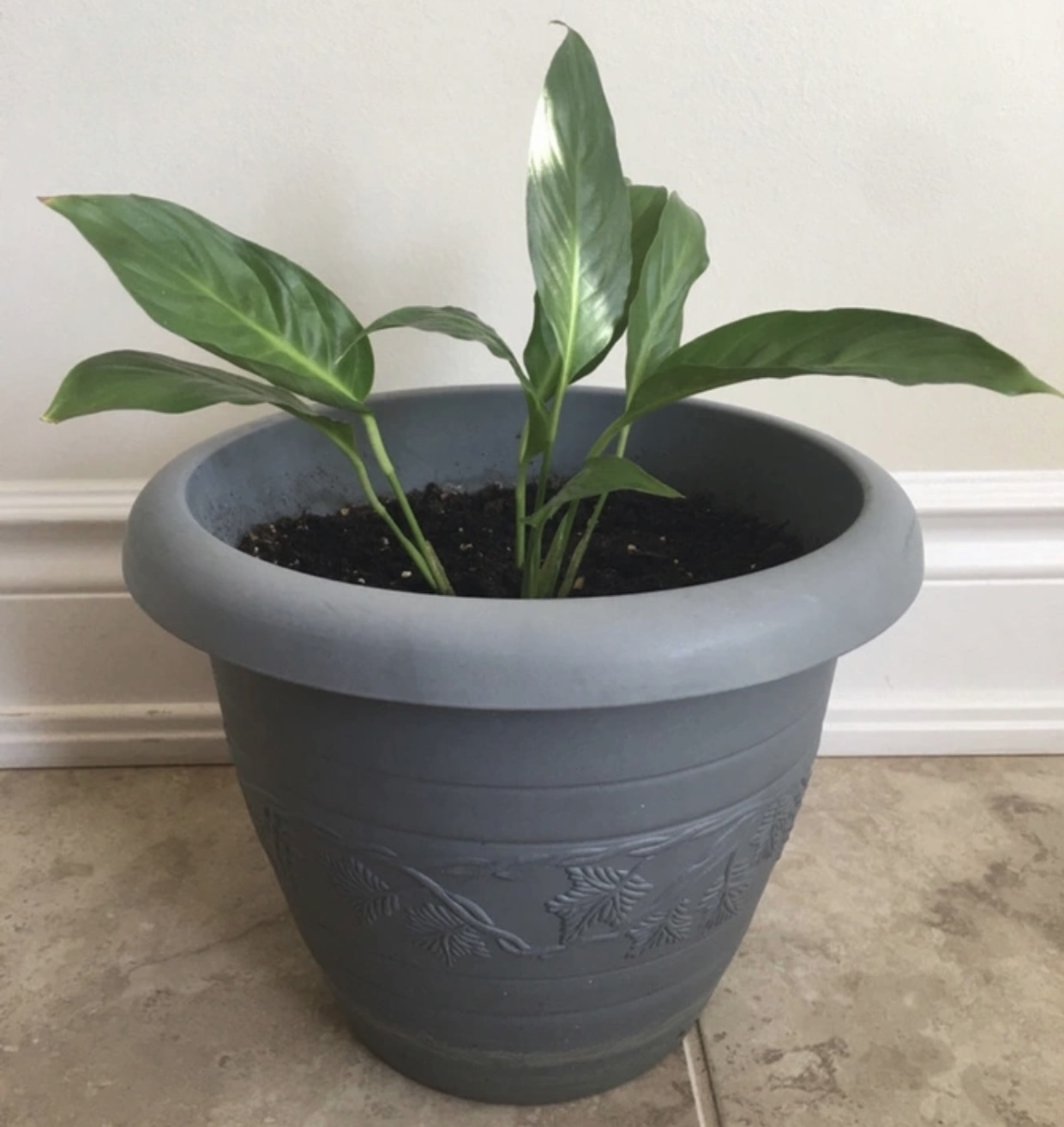 Peace Lily Plant 🥕 thumbnail