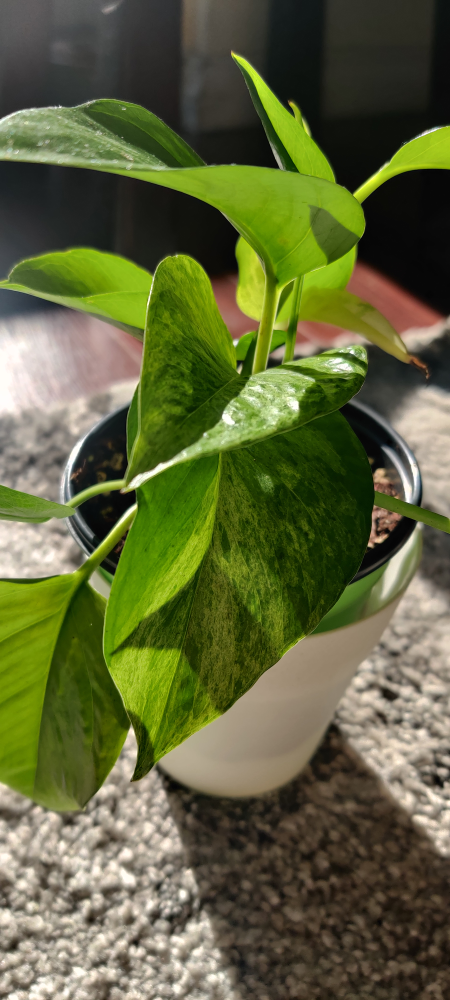 Pothos image indicator(2)
