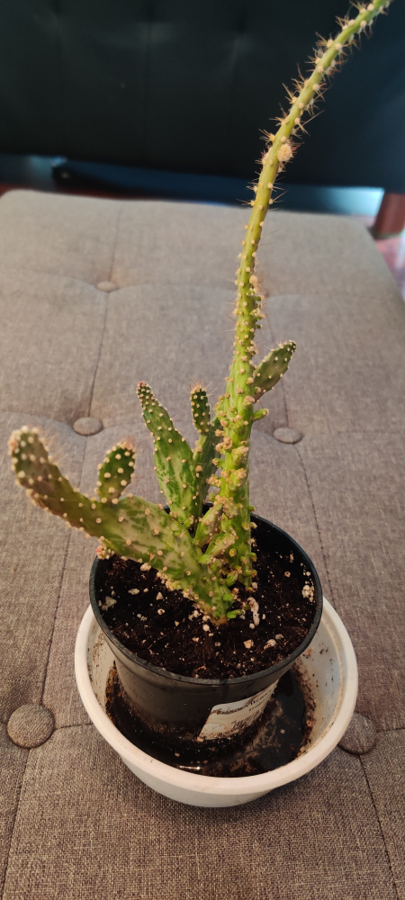 Free cactus thumbnail