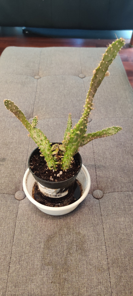 Free cactus image indicator(3)