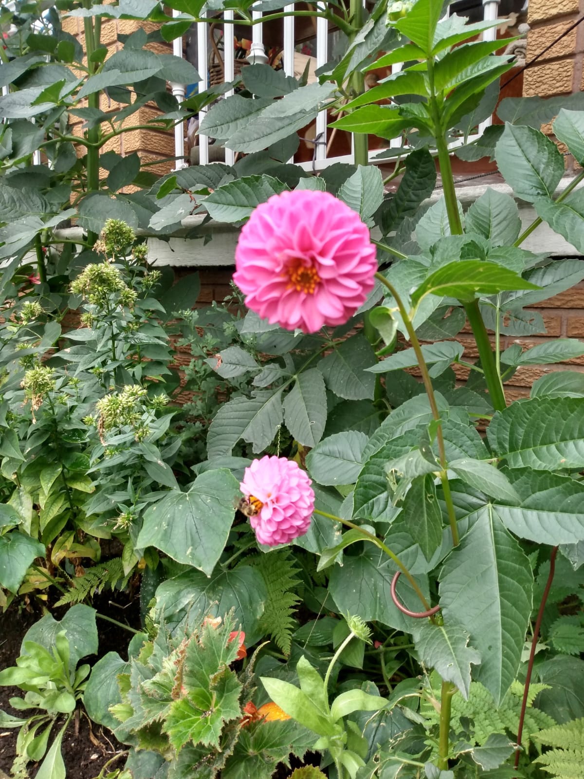 Dahlia Tubers 🥕 image indicator(3)