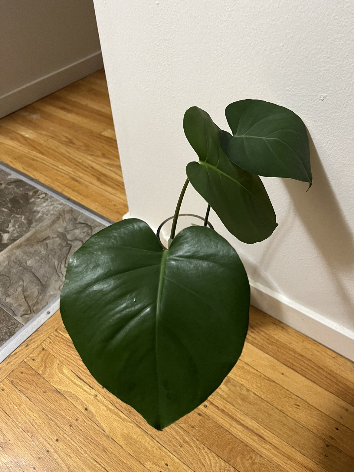 Monstera thumbnail