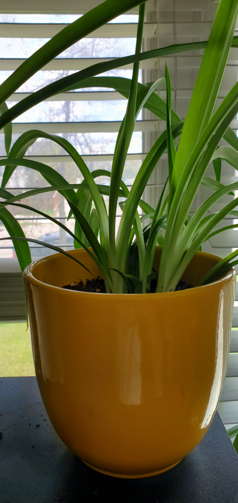 spider plants (twins) - photo 3