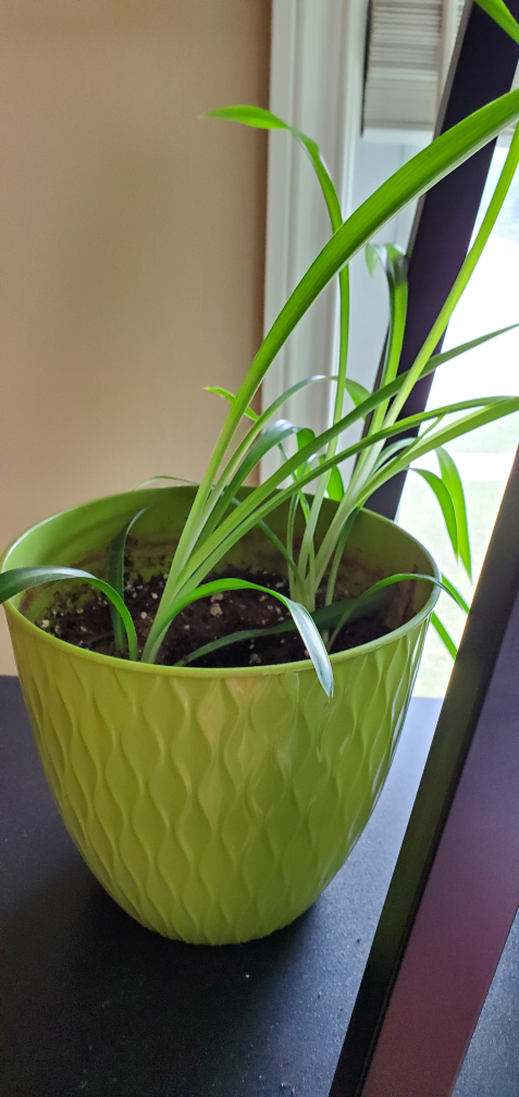 spider plants (twins) - photo 4