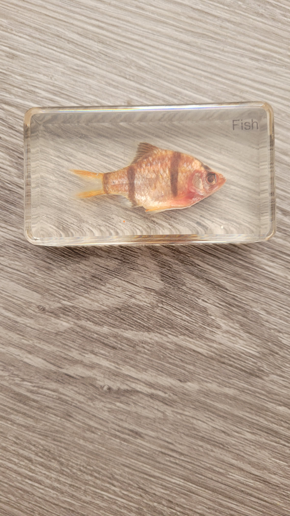 Real fish paper weight thumbnail