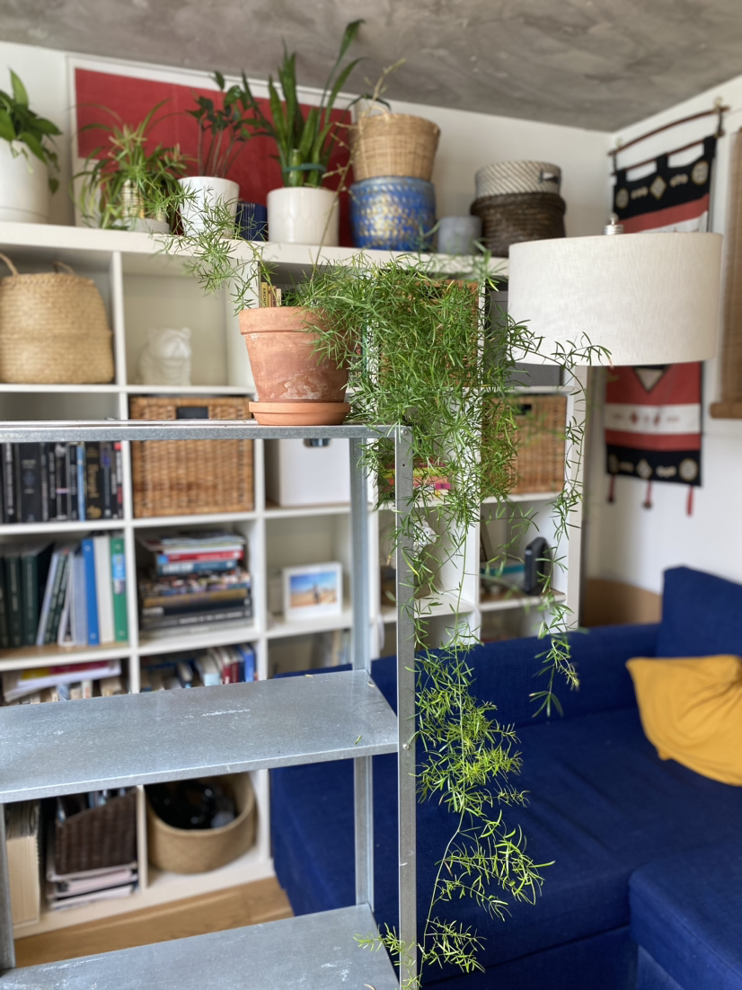 Asparagus Fern image indicator(4)