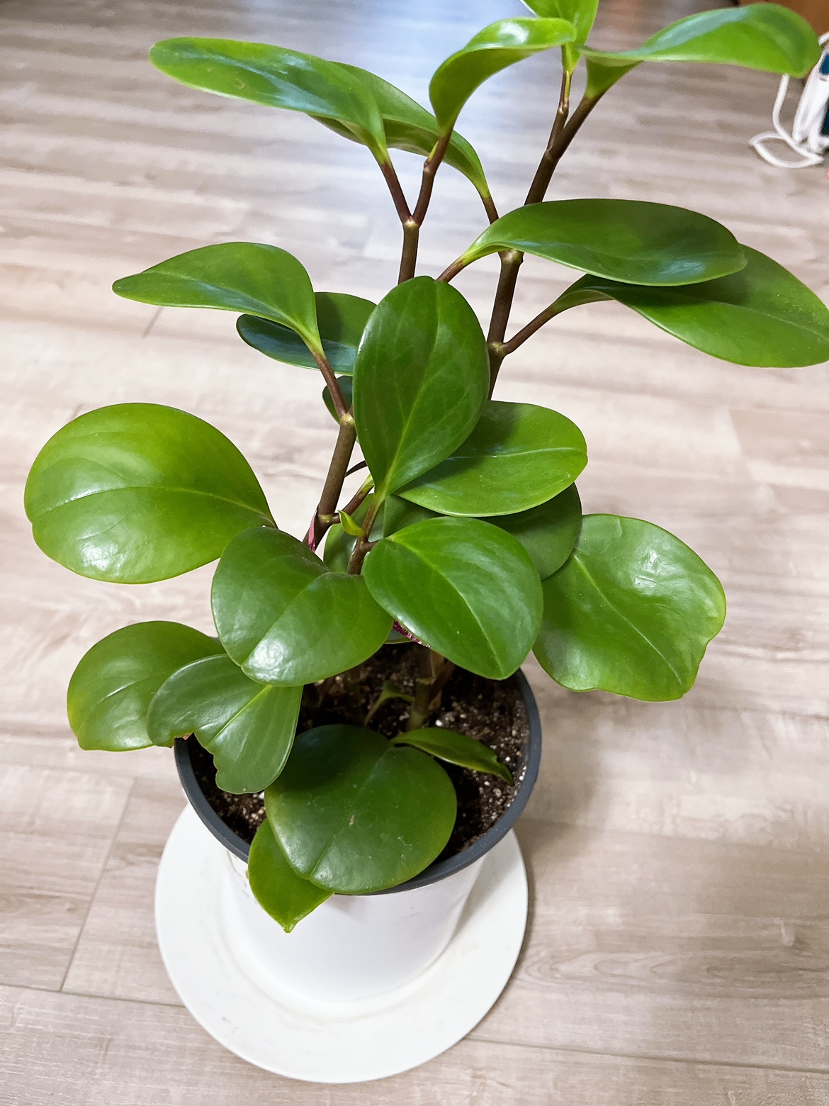 Plant - photo 3