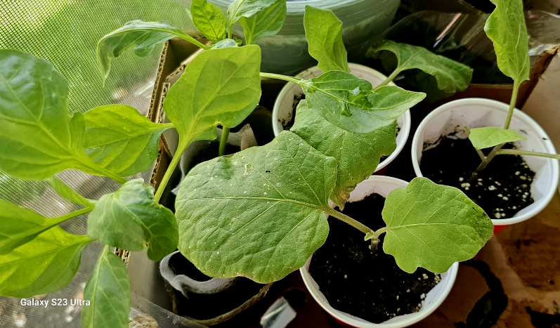 eggplant & bell pepper thumbnail