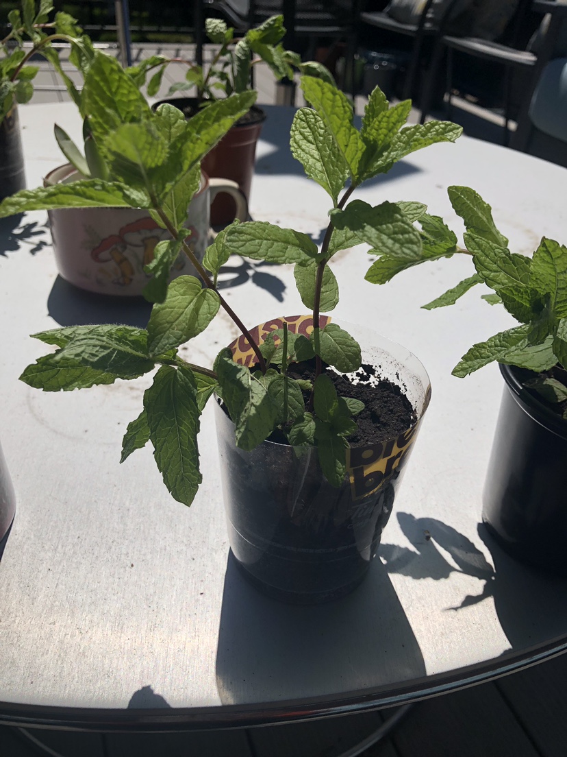 🧡Spearmint plants 🪴