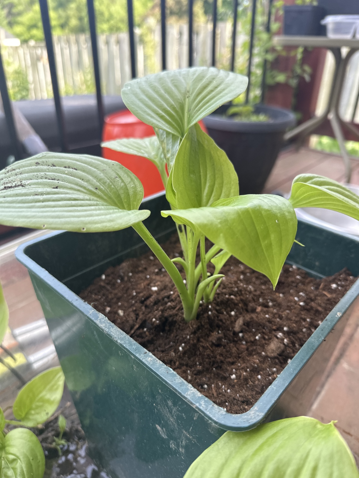 Annual Plants thumbnail
