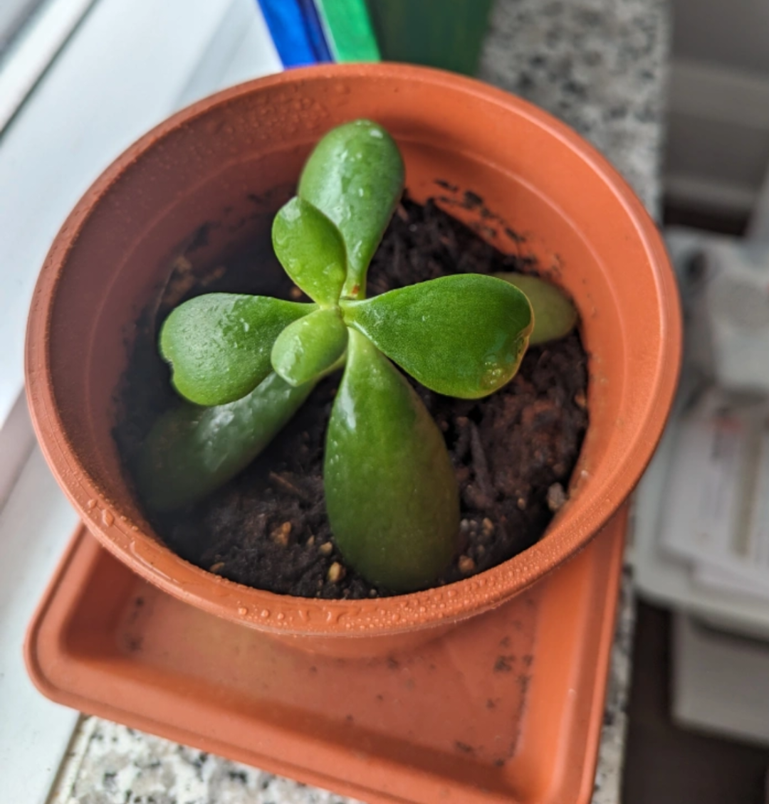 Jade plant