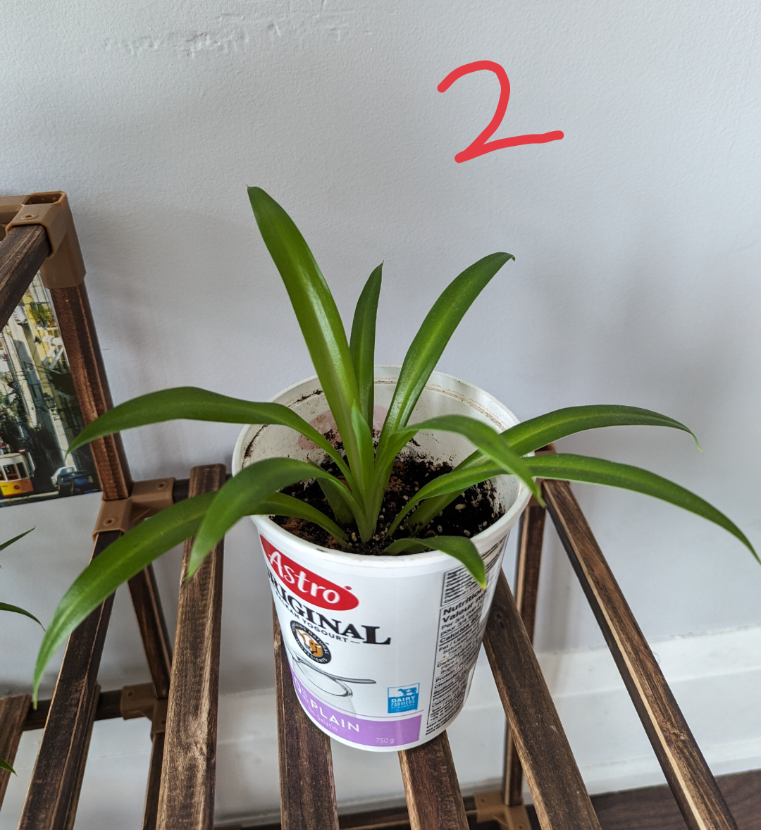 Healthy Spider Plants🌿🌱 image indicator(2)