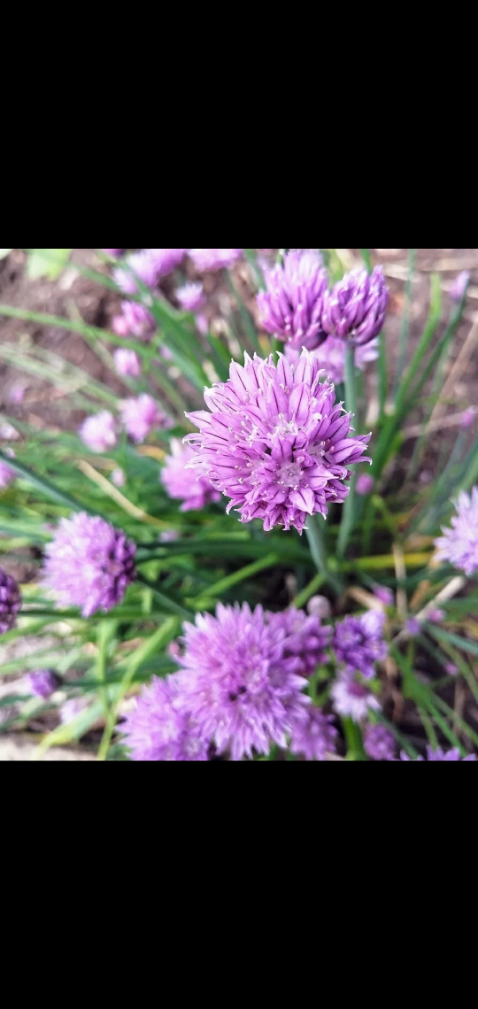 Purple Flower Chives/ Onion chives. $ 10 each