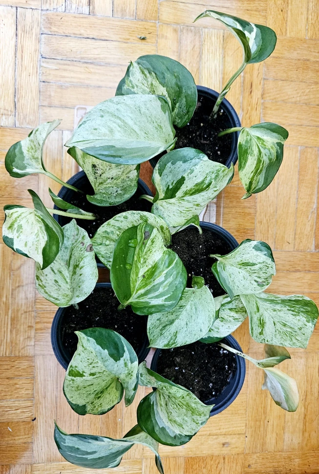 Manjula Pothos thumbnail