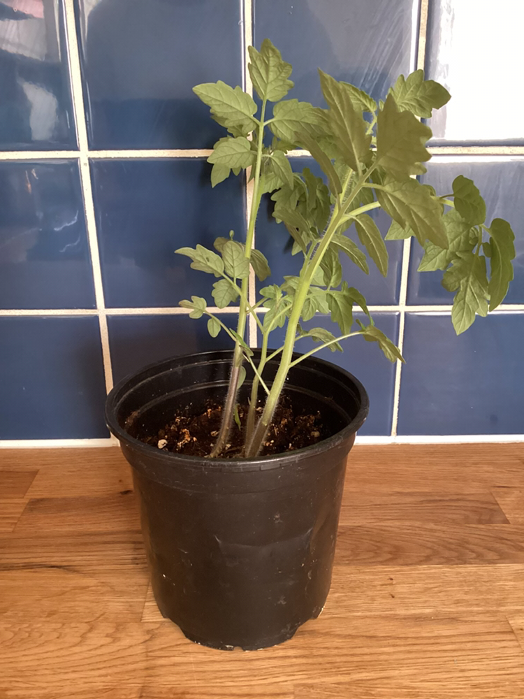 Three healthy yellow cherry tomato plants image indicator(2)