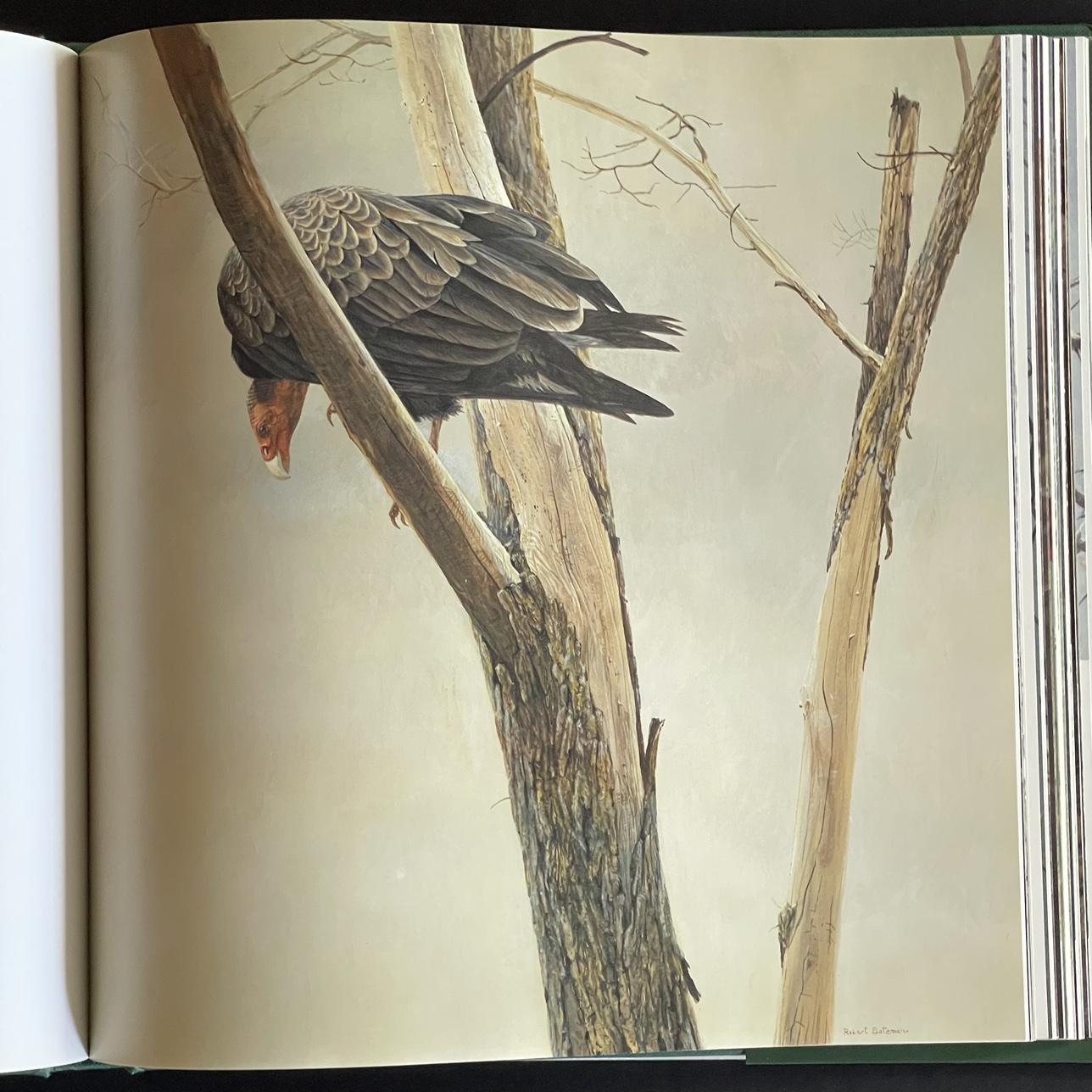 Beautifully illustrated BIRDS book by Robert Bateman - photo 5