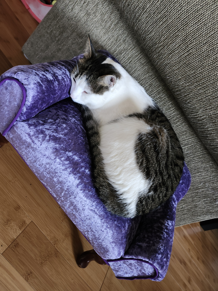 cat couch - photo 2
