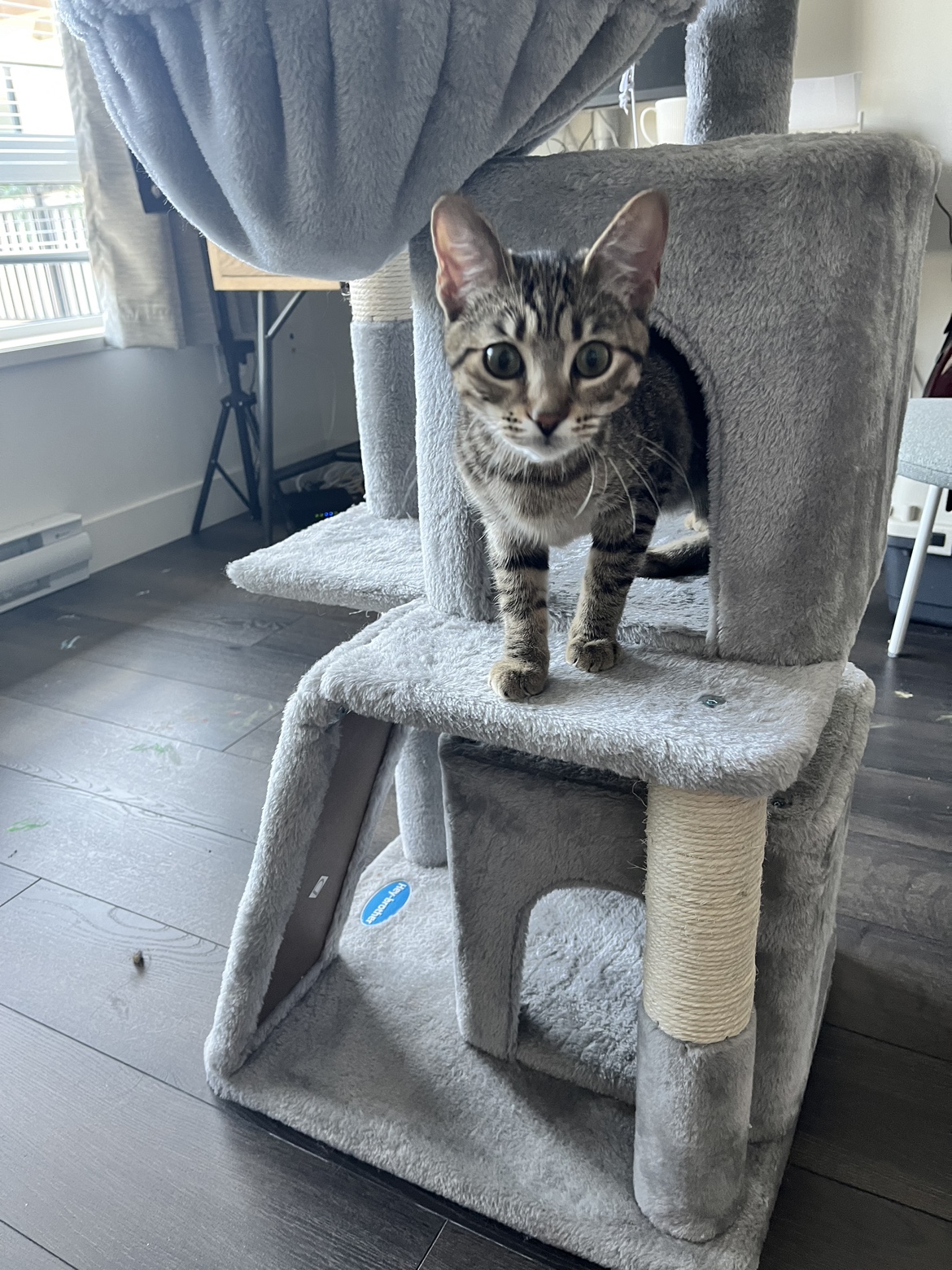 Cat tree - photo 4