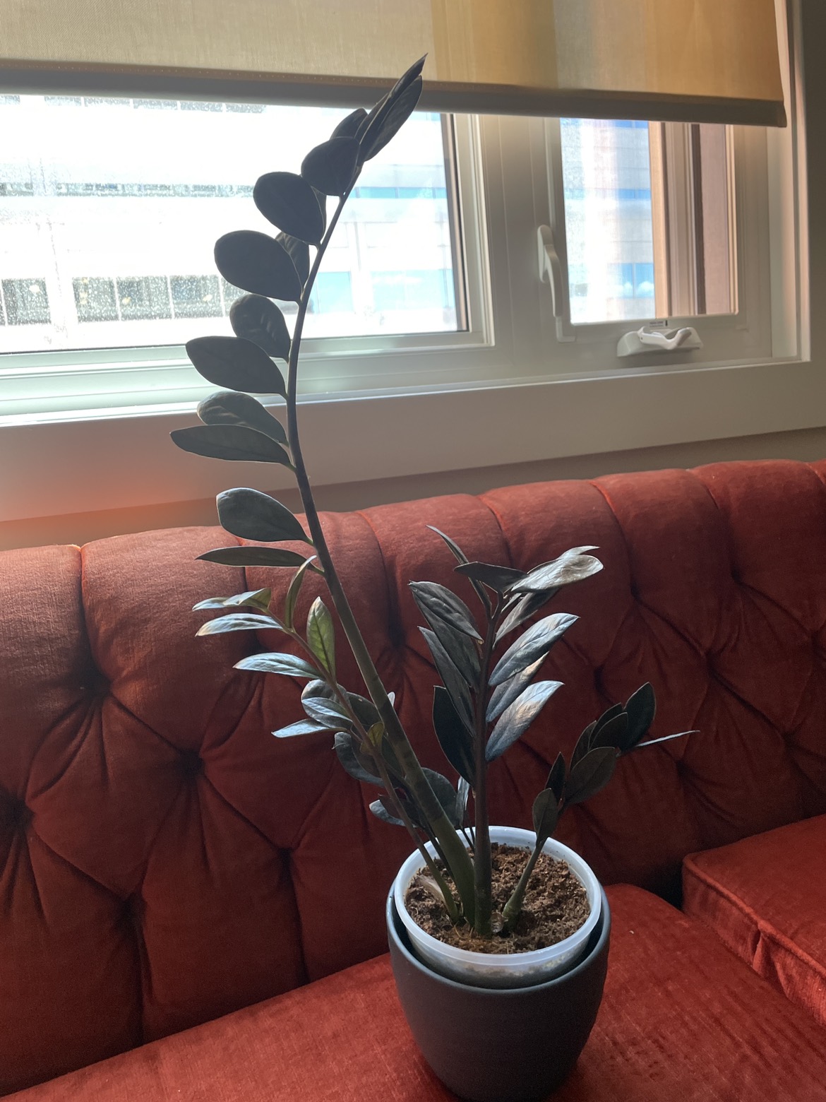 Black ZZ Plant