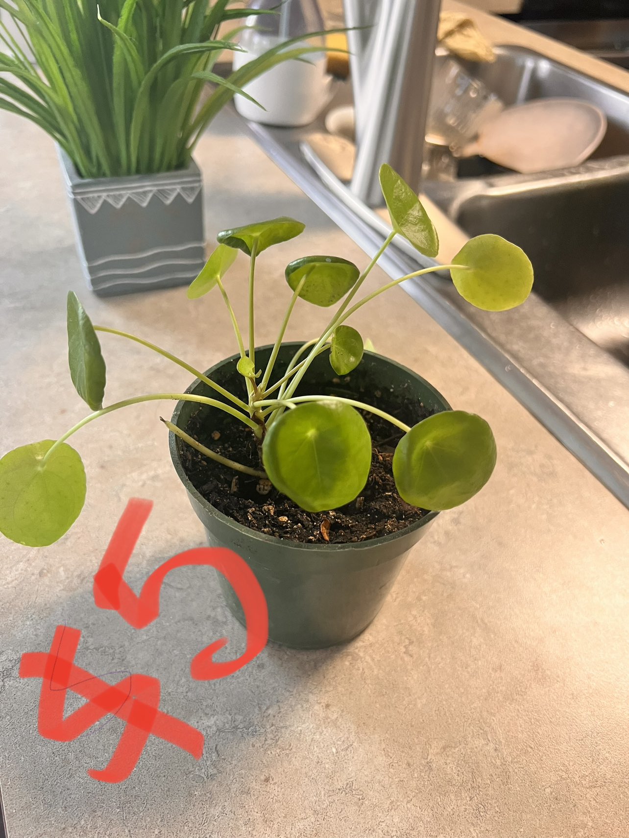 Plants - photo 3