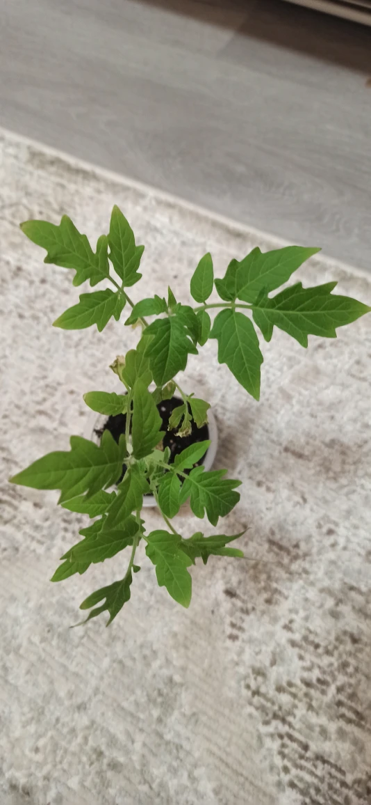 Tomato seedling