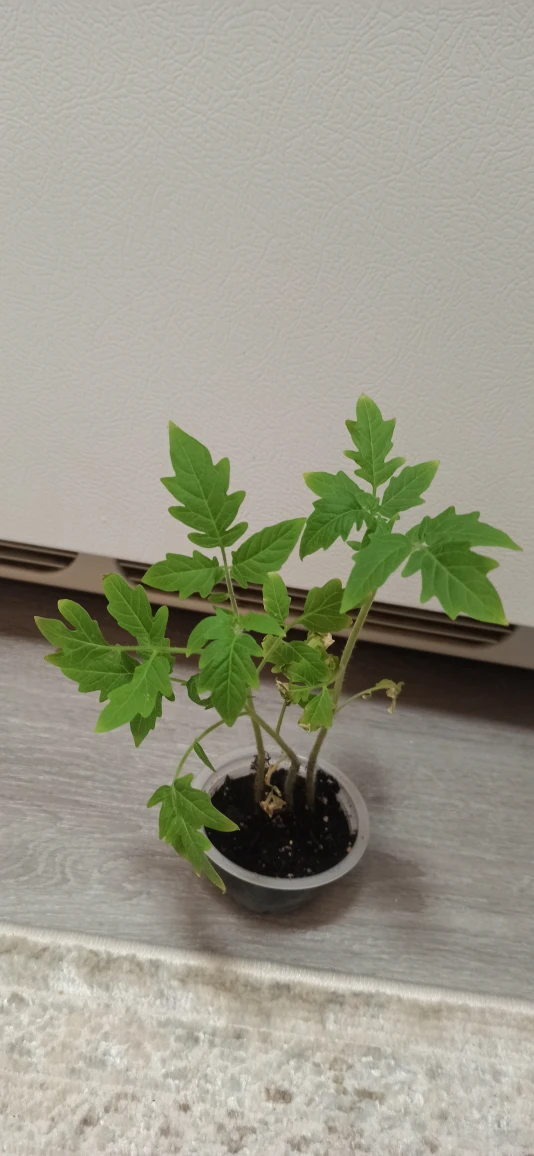 Tomato seedling - photo 2