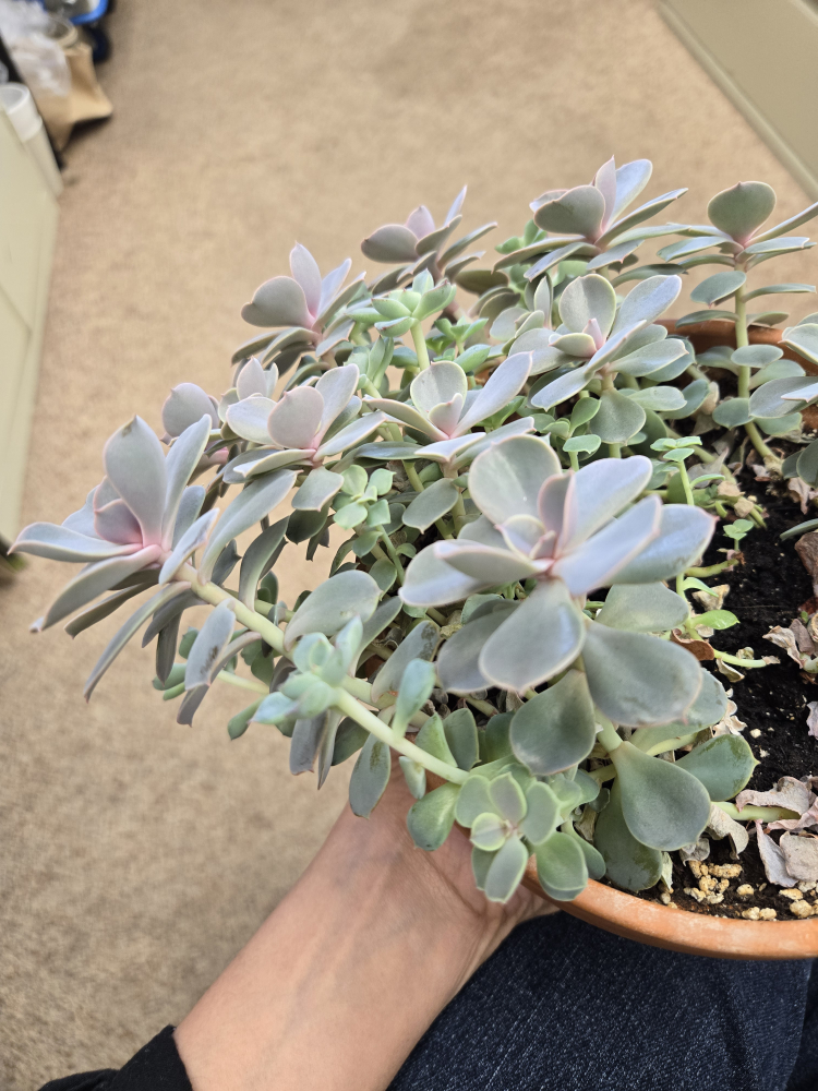 Succulent Cuttings image indicator(2)