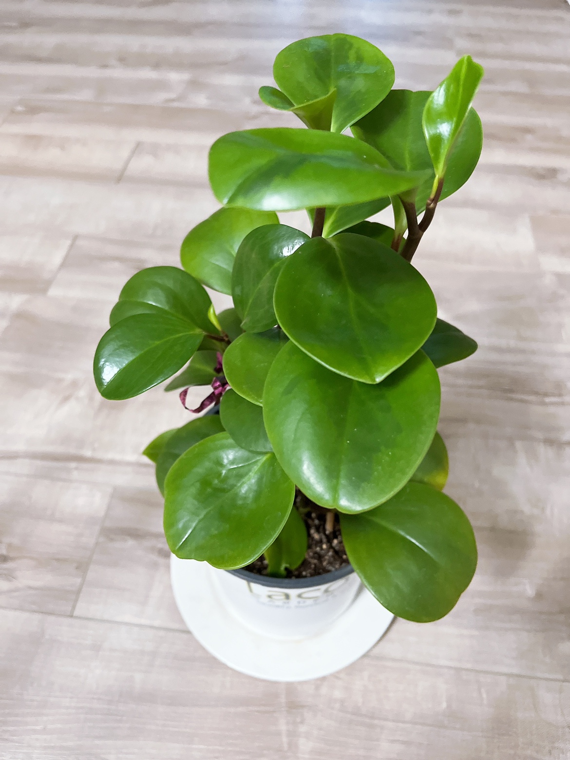 Plant