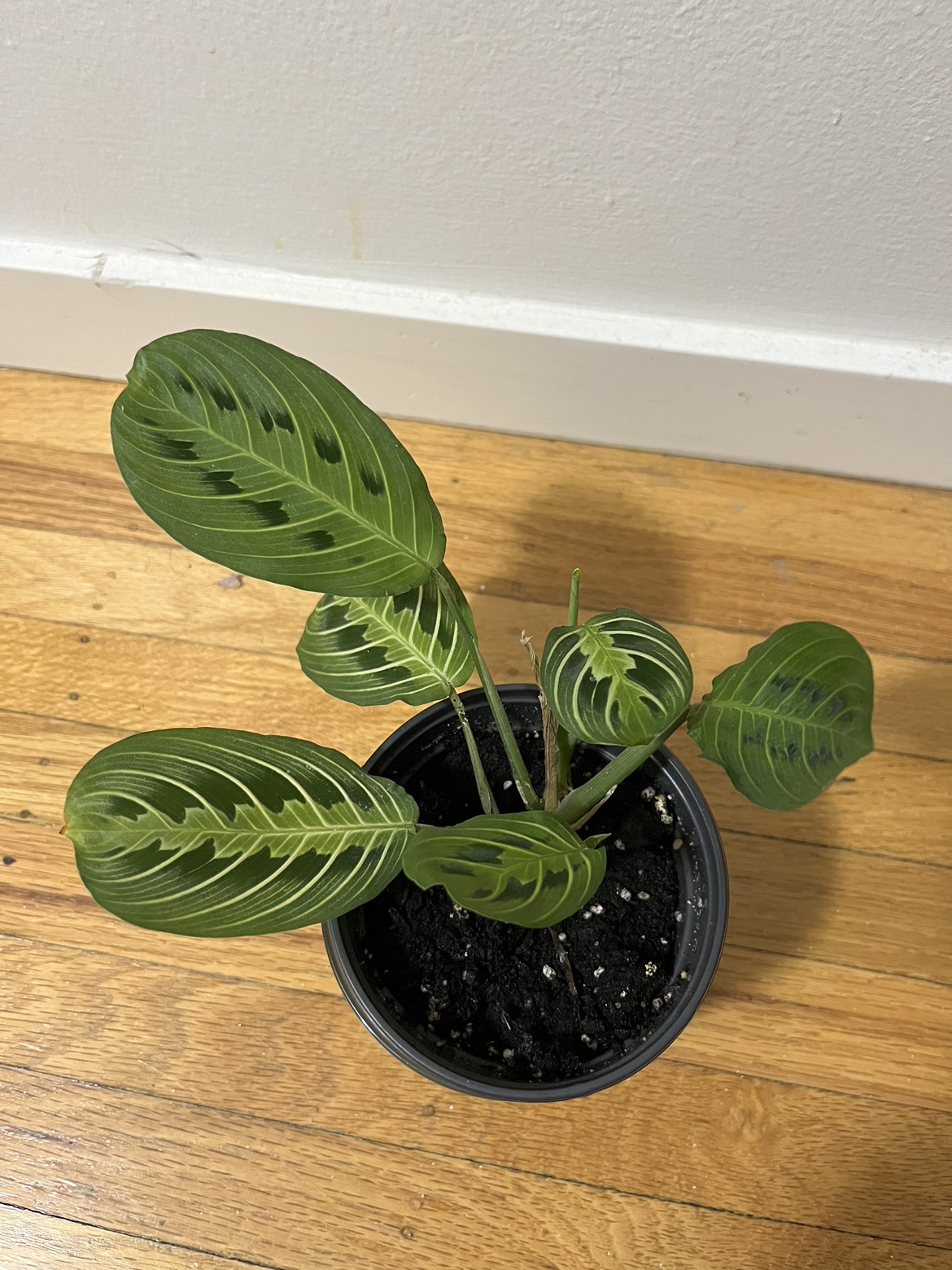 Prayer Plant 🧡 thumbnail