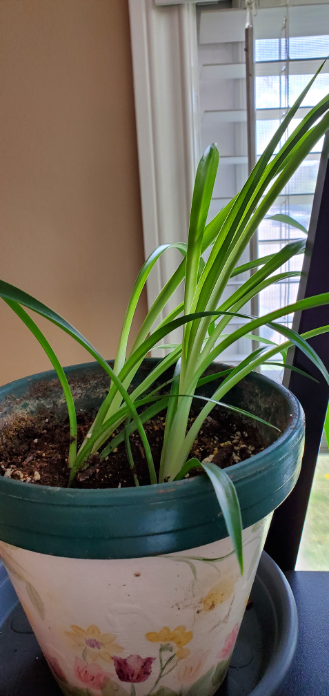 spider plants (twins) - photo 5