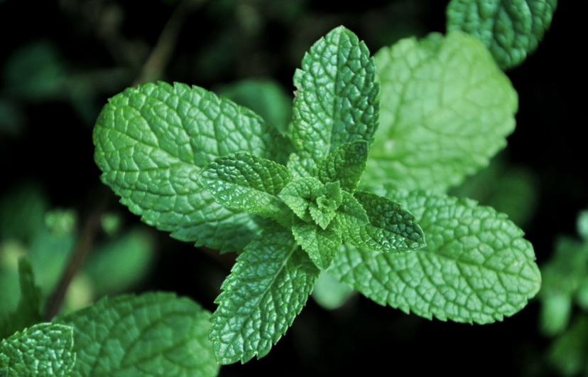 🧡Spearmint plants 🪴 - photo 2
